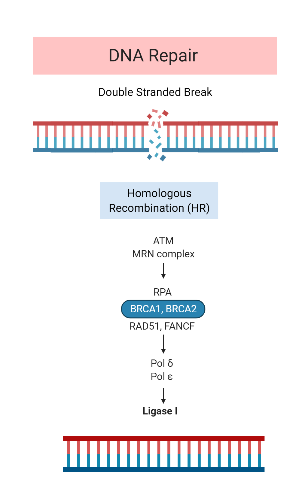 Homologous Recombination