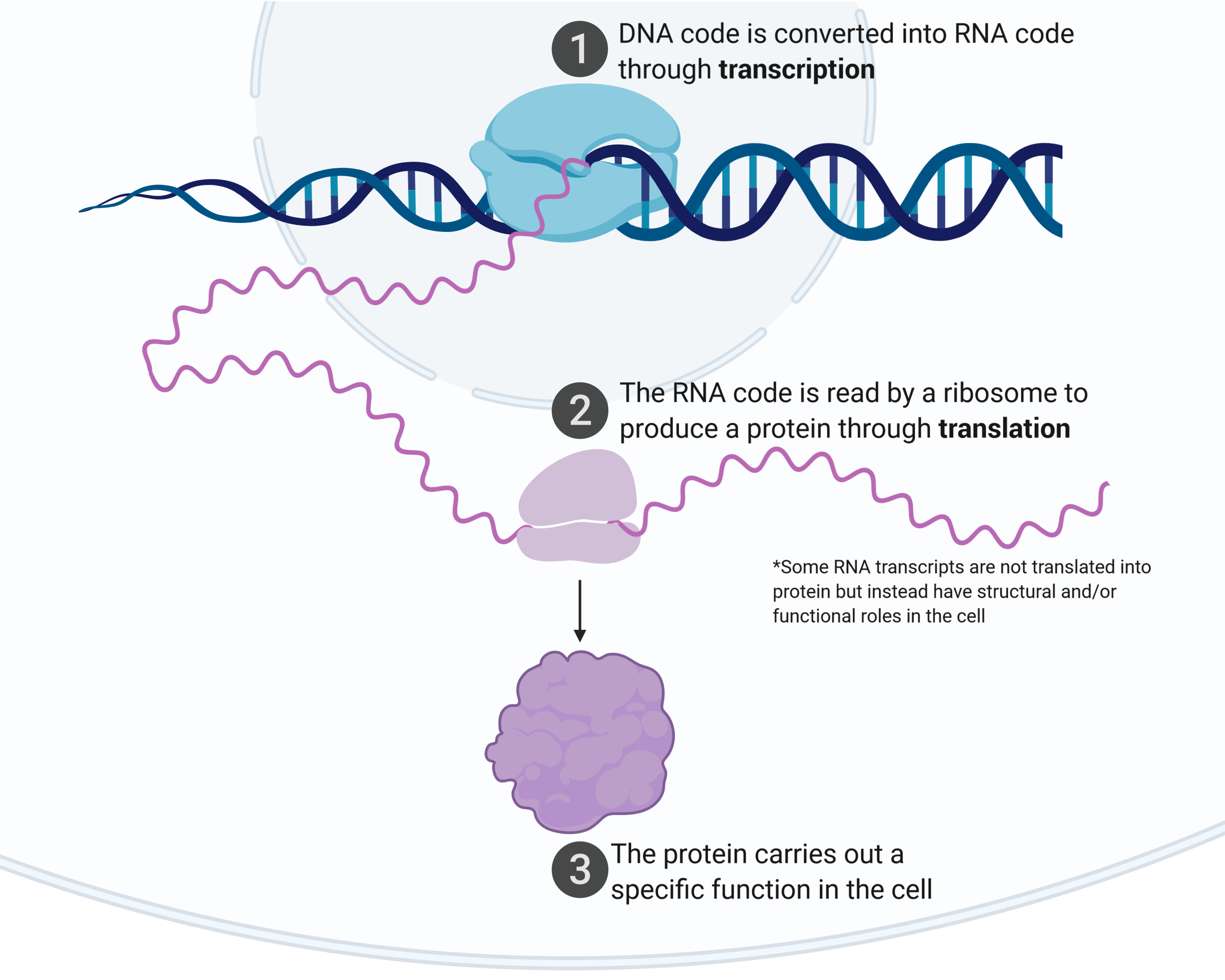 central dogma