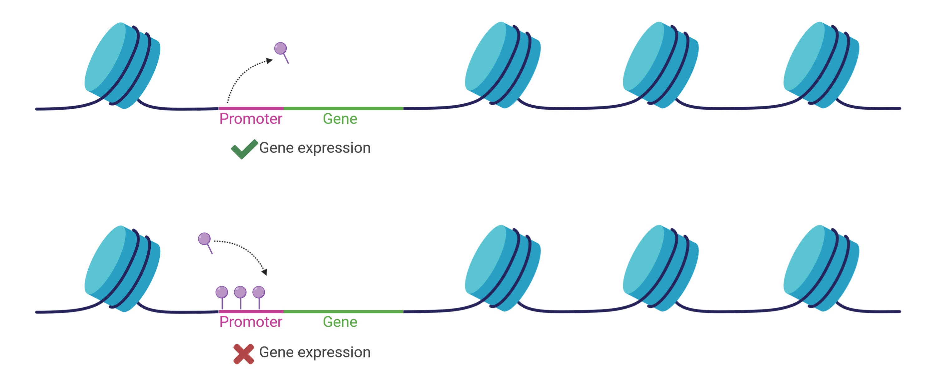 DNA methylation