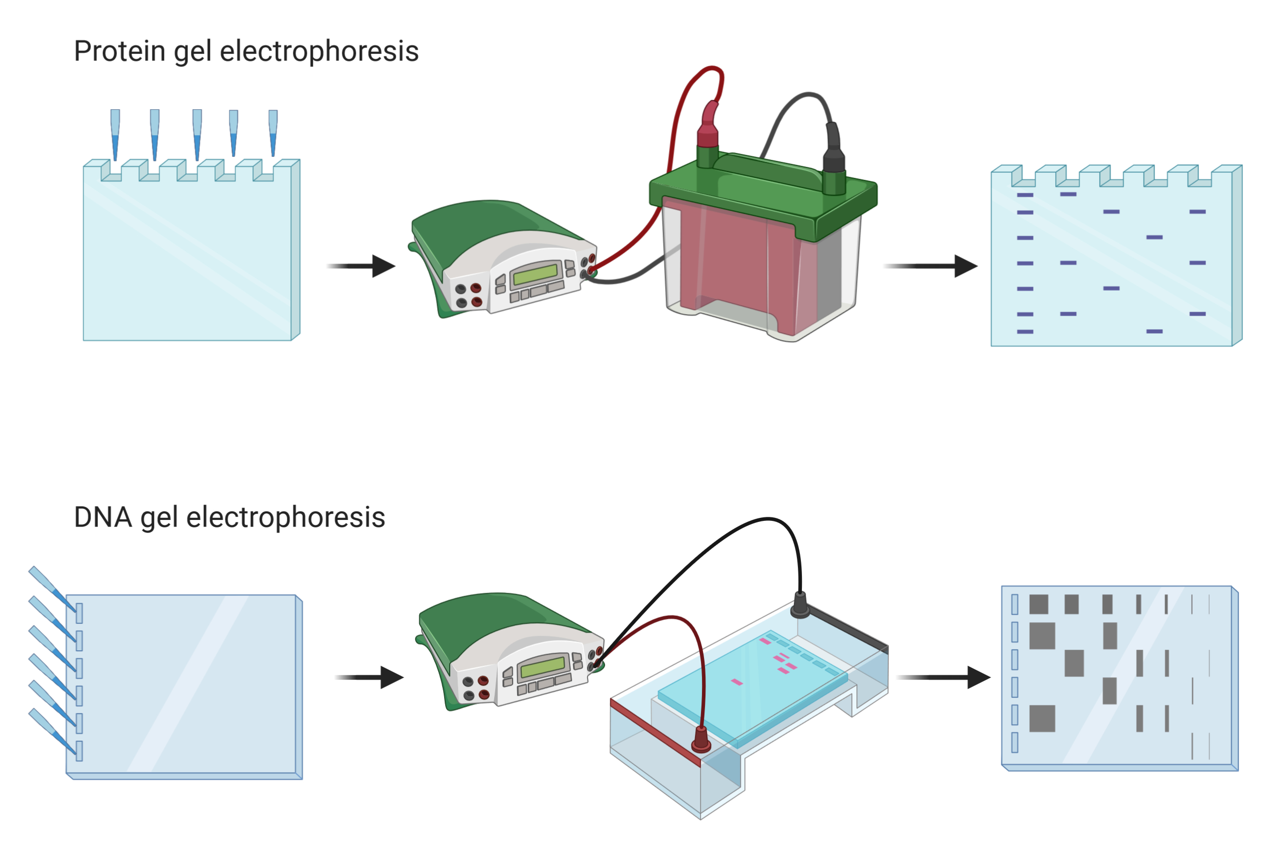 electrophoresis