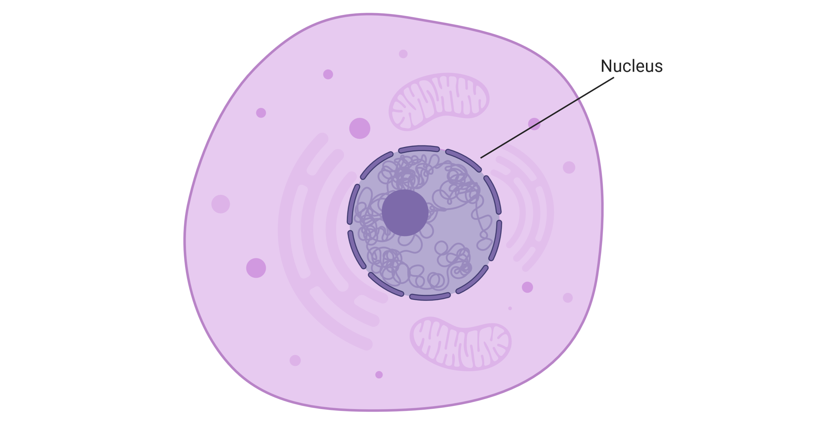 nucleus