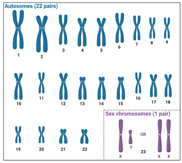 Human Genome